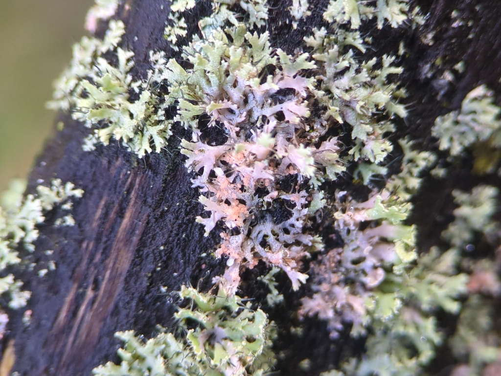 Erythricium aurantiacum · January 2026 · photo: © alexis_orion (iNaturalist, cc-by)