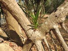 Dracaena cochinchinensis