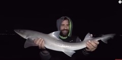 Mustelus mustelus