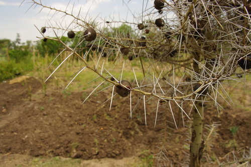 Image of Vachellia drepanolobium by (c) Doug Macaulay, some rights reserved (CC BY)