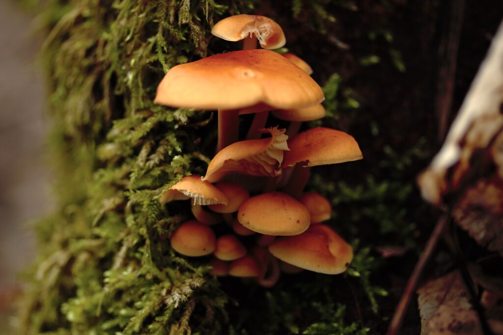 Flammulina · January 2026 · photo: © stargazerhs (iNaturalist, cc-by)