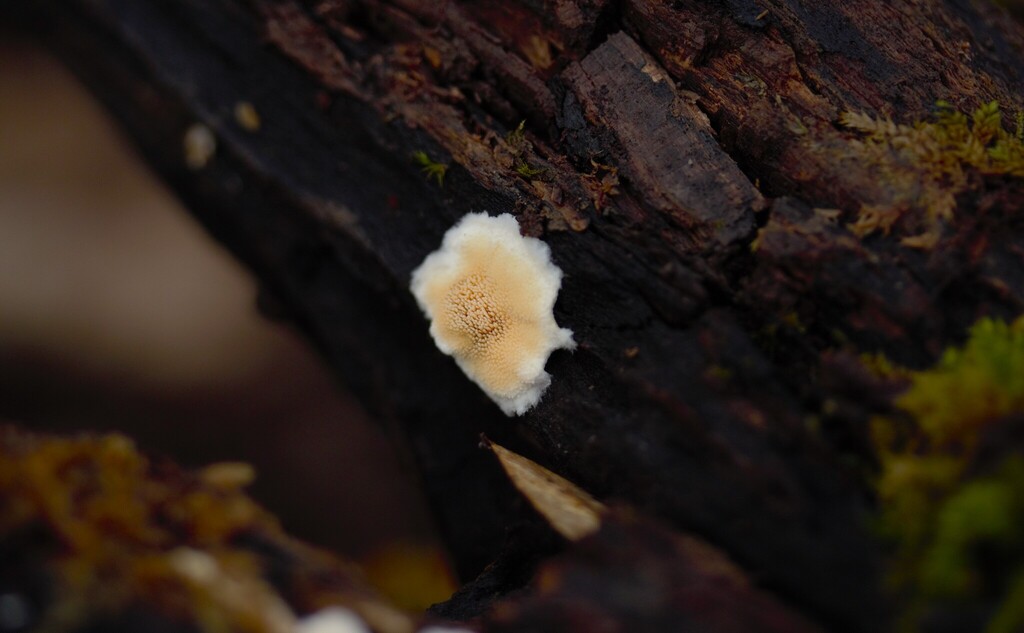 Steccherinum ochraceum · January 2026 · photo: © stargazerhs (iNaturalist, cc-by)