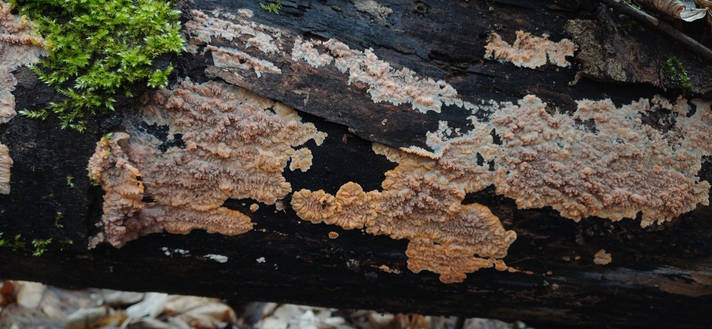 Phlebia radiata · January 2026 · photo: © stargazerhs (iNaturalist, cc-by)