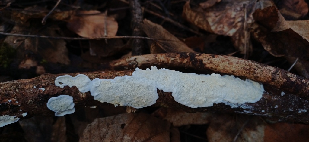 Byssomerulius corium · January 2026 · photo: © stargazerhs (iNaturalist, cc-by)