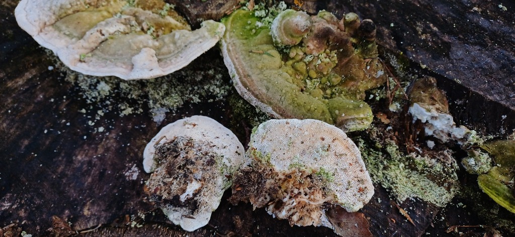 Trametes gibbosa · January 2026 · photo: © stargazerhs (iNaturalist, cc-by)