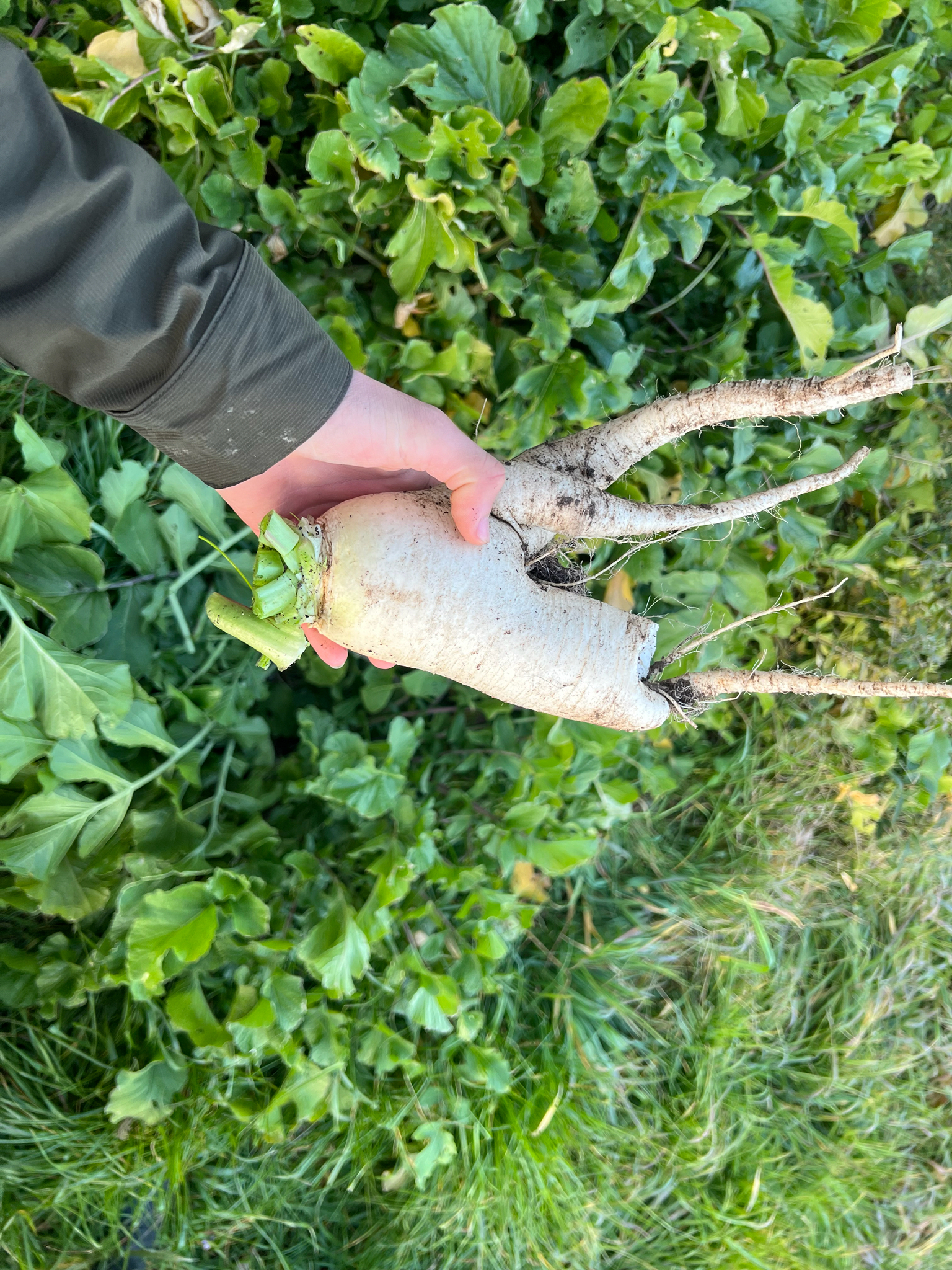 Radish foliage and developing roots in soil