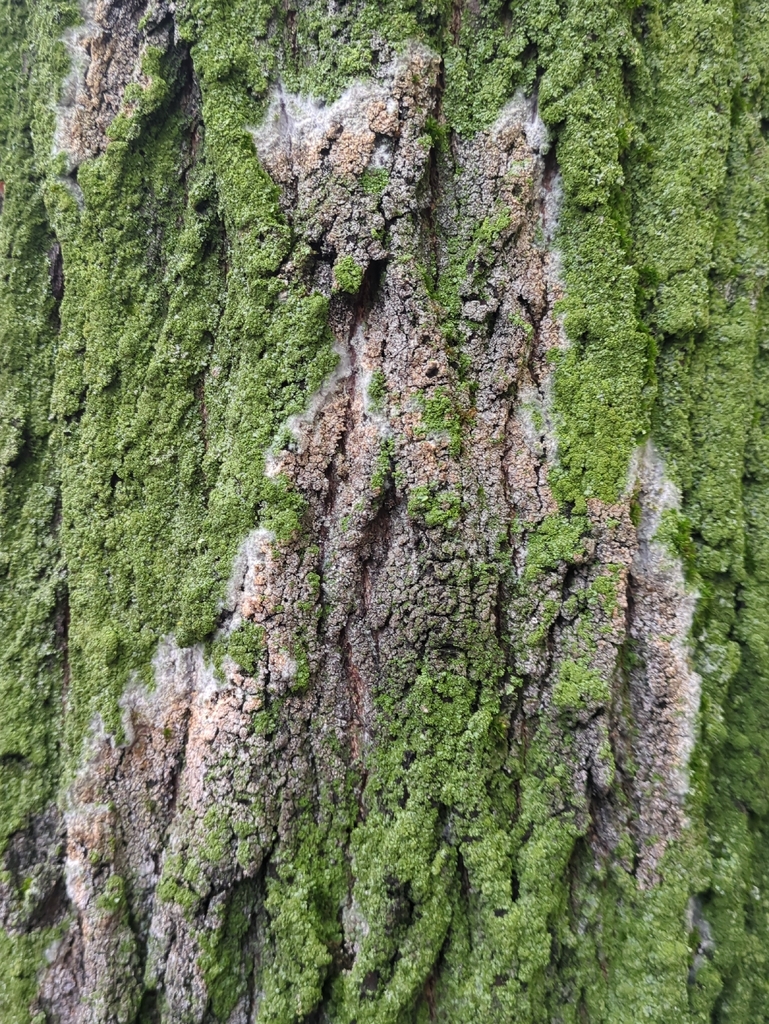 Athelia arachnoidea · January 2026 · photo: © alexis_orion (iNaturalist, cc-by)