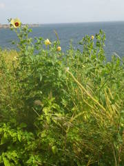 Abelmoschus moschatus