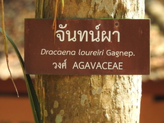 Dracaena cochinchinensis
