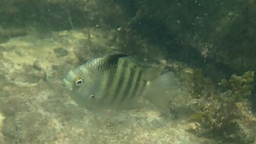 Banded sergeant (Abudefduf septemfasciatus) — Pomacentridae — 5