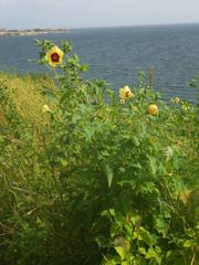 Abelmoschus moschatus