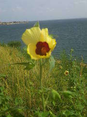 Abelmoschus moschatus