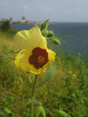 Abelmoschus moschatus