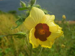 Abelmoschus moschatus