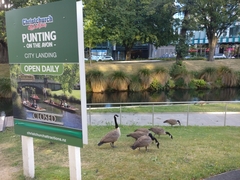 Branta canadensis maxima