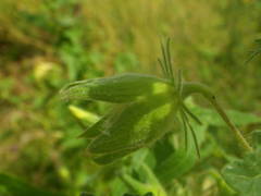 Abelmoschus moschatus