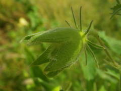 Abelmoschus moschatus