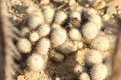 Mammillaria haageana meissneri