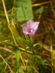 Ipomoea bonariensis
