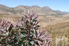 Leucadendron barkerae