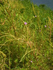 Ipomoea bonariensis