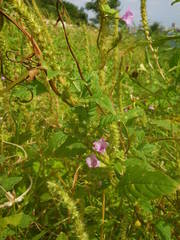 Ipomoea bonariensis