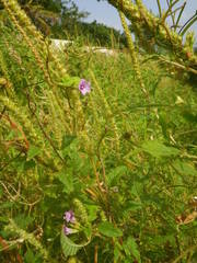 Ipomoea bonariensis