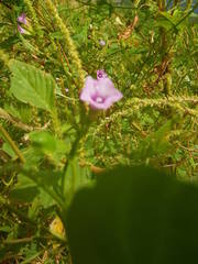 Ipomoea bonariensis