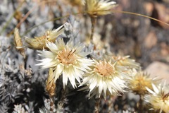 Syncarpha ferruginea