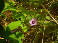 Ipomoea bonariensis