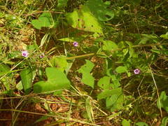 Ipomoea bonariensis