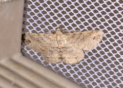 Scioglyptis lithenopa