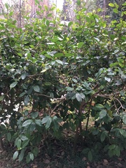 Magnolia figo