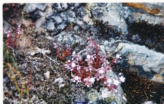 Sedum