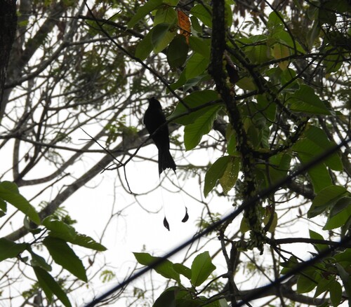 Greater Racket-tailed Drongo (Dicrurus paradiseus), photo 3
