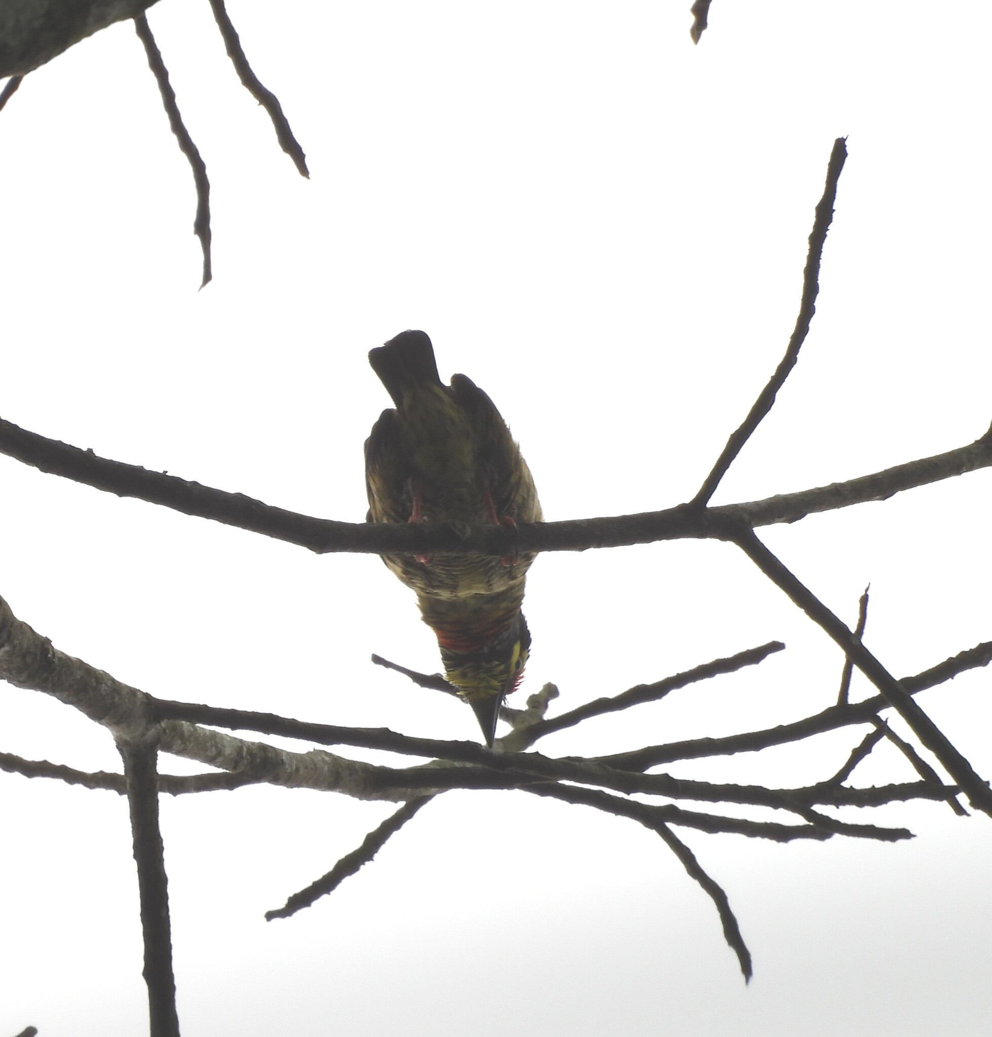 Coppersmith Barbet (Psilopogon haemacephalus), photo 9