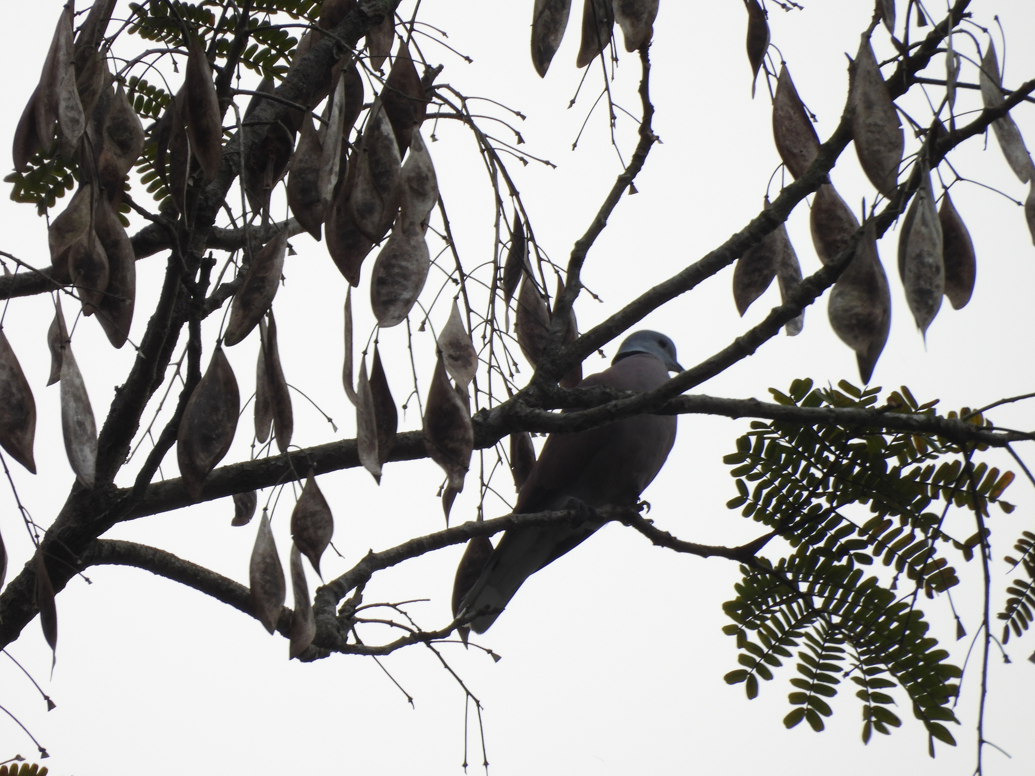 Red Collared Dove (Streptopelia tranquebarica), photo 2