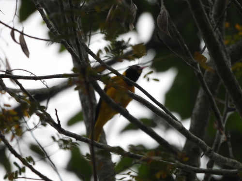 Black-hooded Oriole (Oriolus xanthornus)