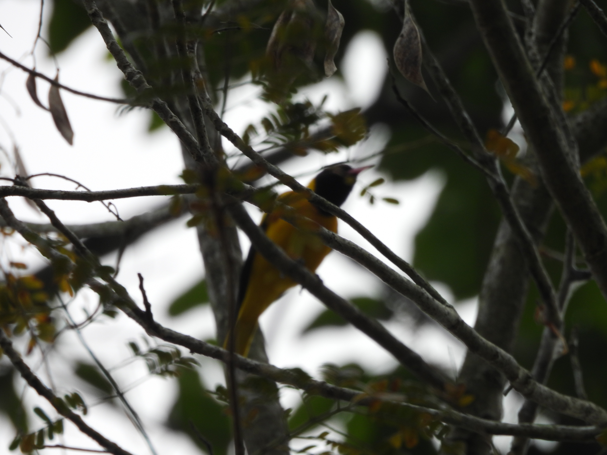 Black-hooded Oriole (Oriolus xanthornus), photo 1
