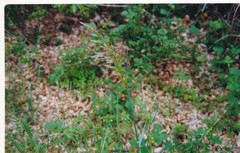 Arrhenatherum elatius