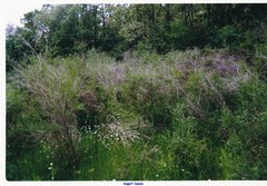 Adenocarpus complicatus