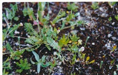 Pilosella castellana