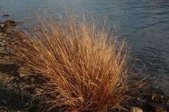 Carex buchananii