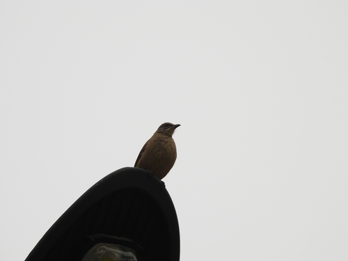Ayeyarwady Bulbul (Pycnonotus blanfordi), photo 3
