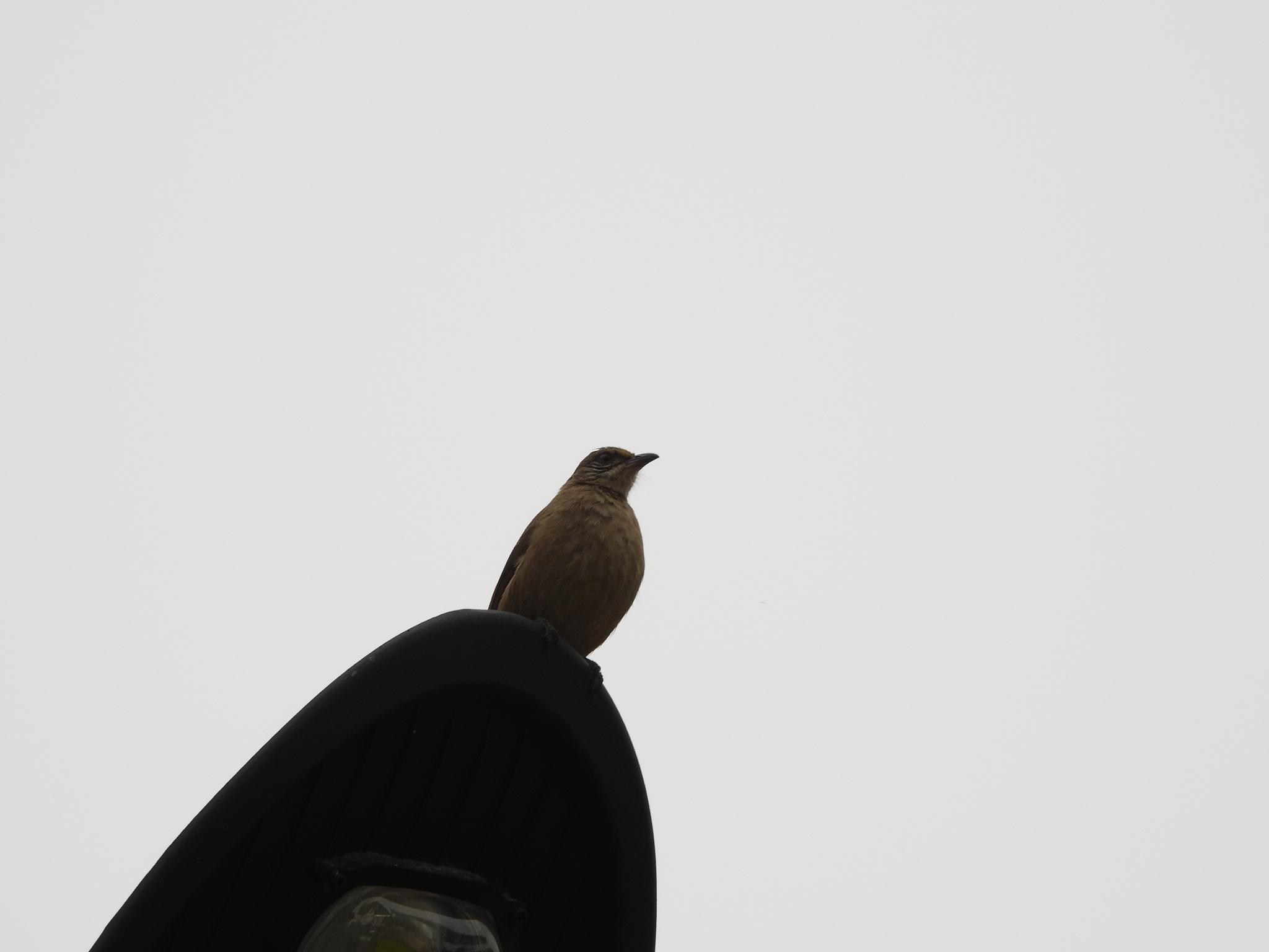 Ayeyarwady Bulbul (Pycnonotus blanfordi), photo 4