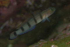 Beauty Goby photo 5