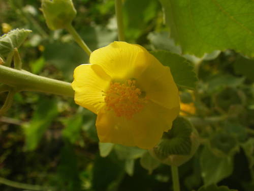 Abutilon pannosum image