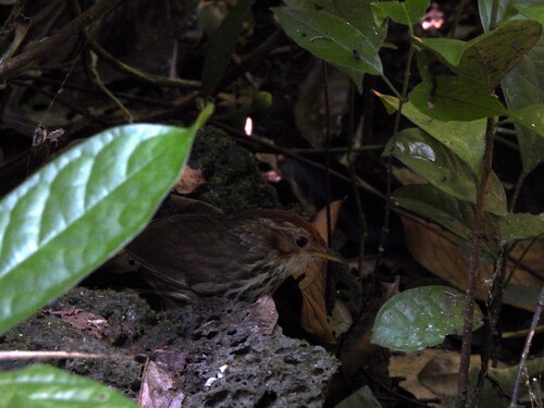 Puff-throated Babbler (Pellorneum ruficeps), photo 1