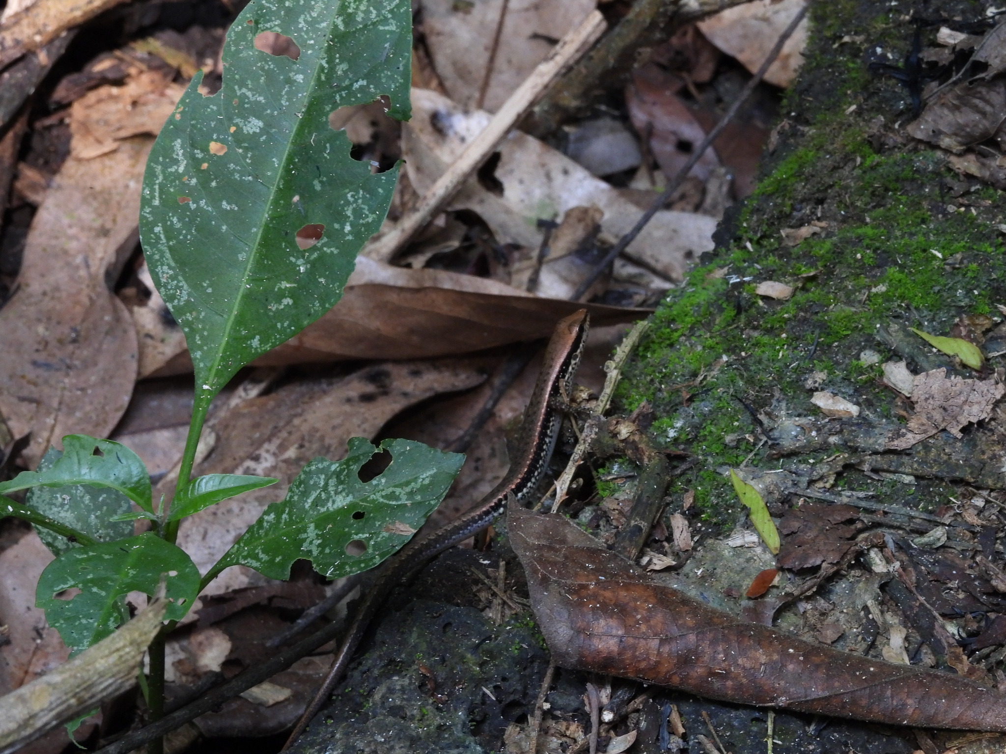 Not given, Sphenomorphus lingnanensis