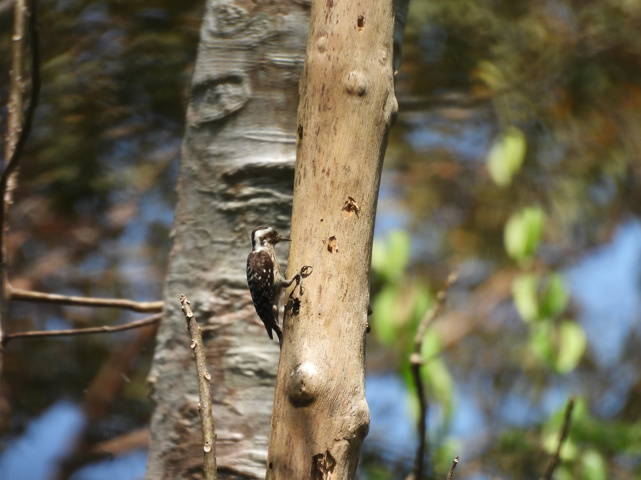 Grey-capped Pygmy Woodpecker (Yungipicus canicapillus), photo 2